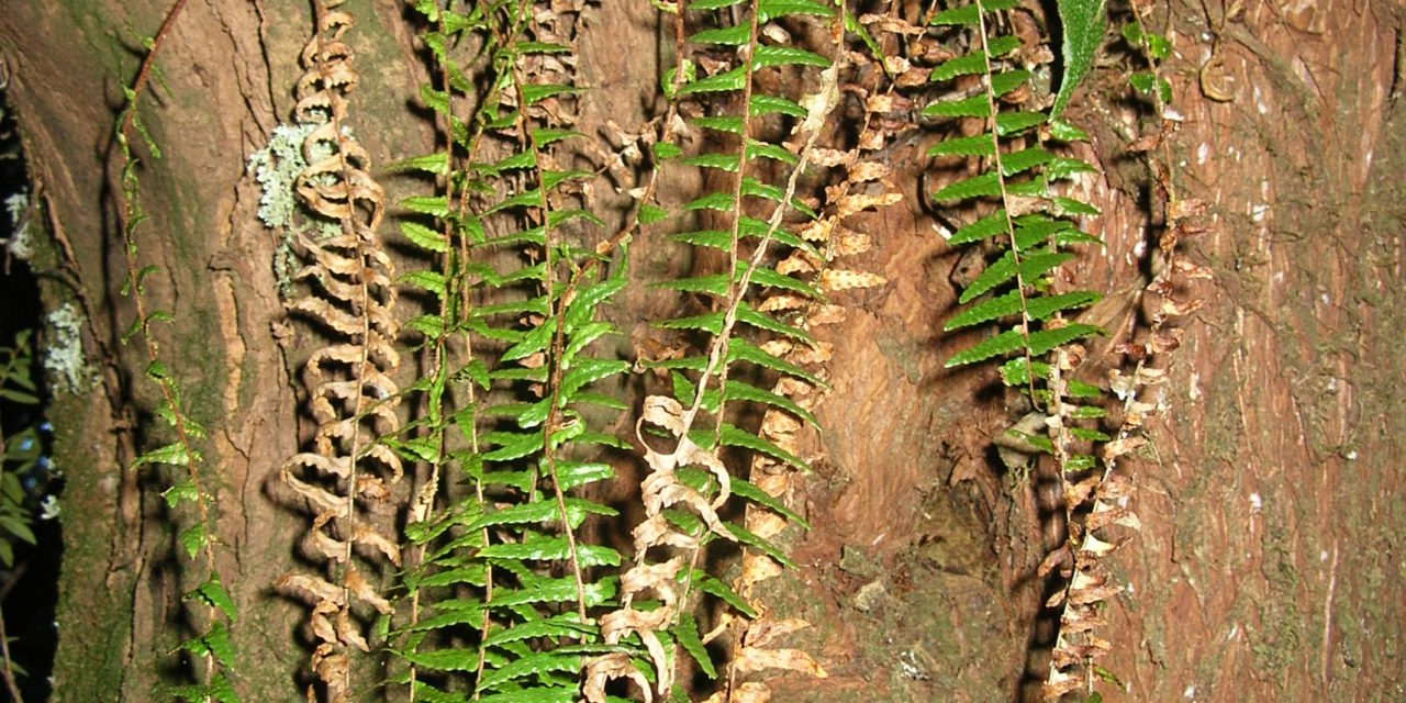 Ceradenia aulaeifolia