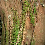 Ceradenia aulaeifolia