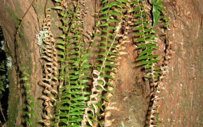 Ceradenia aulaeifolia