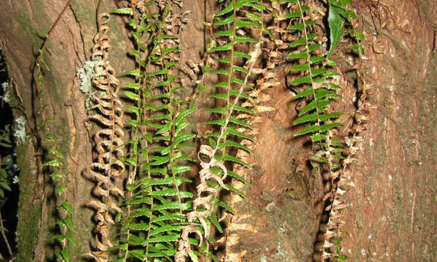 Ceradenia aulaeifolia