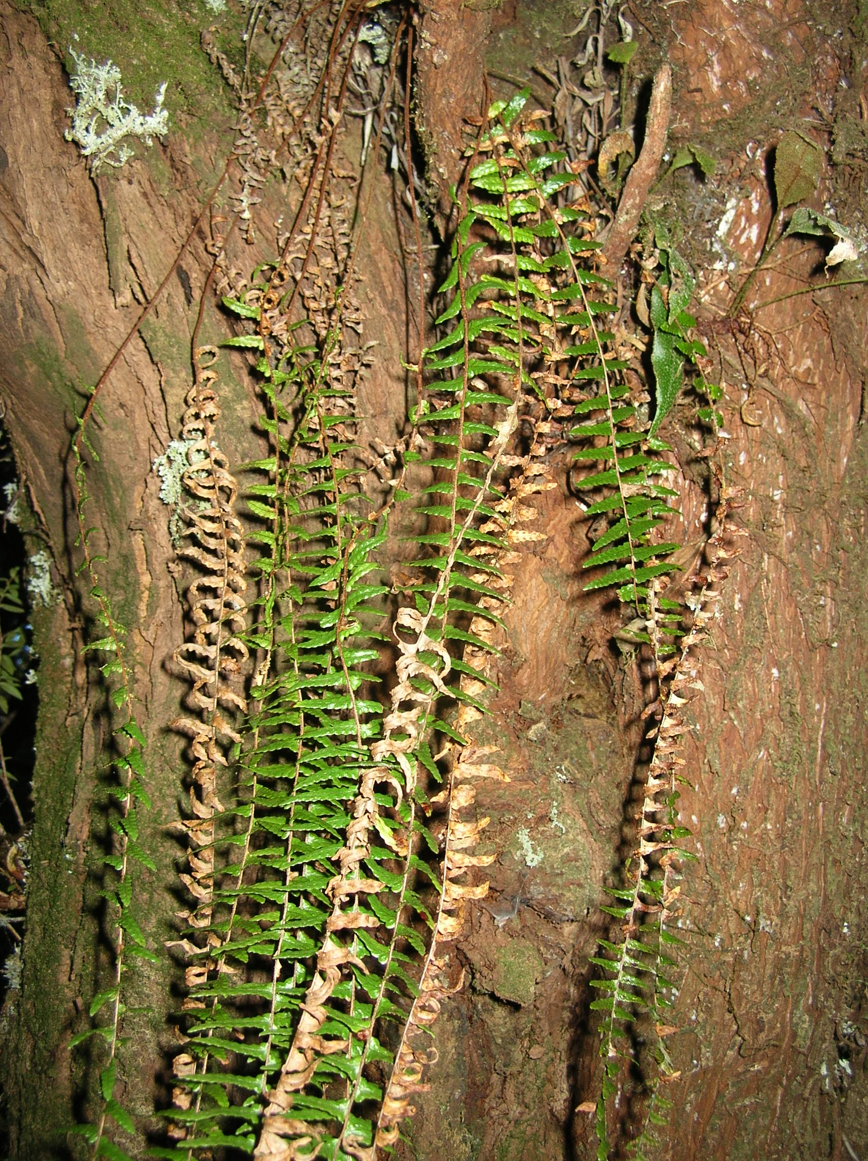 Ceradenia aulaeifolia