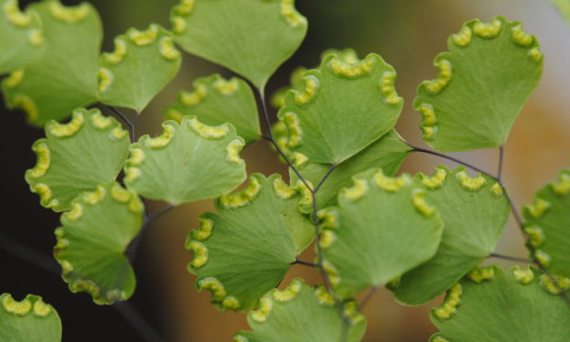 Adiantum poiretii