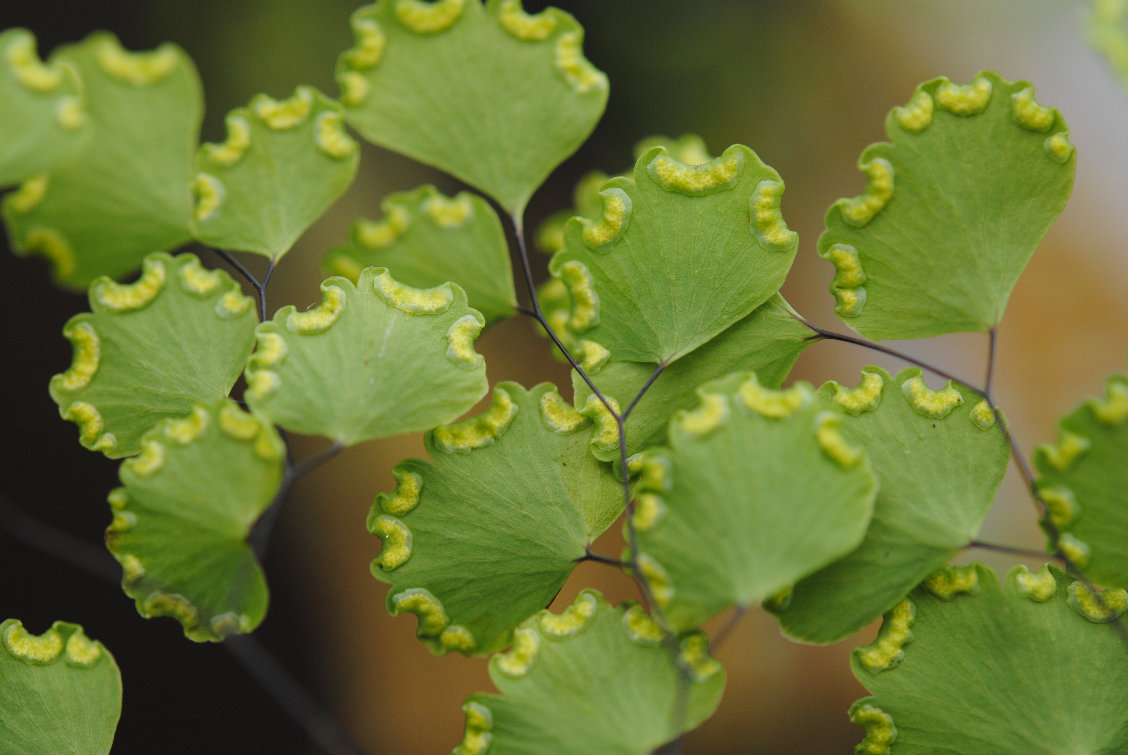 Adiantum poiretii