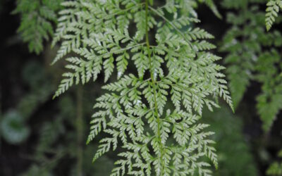 Cystopteris fragilis s.l.