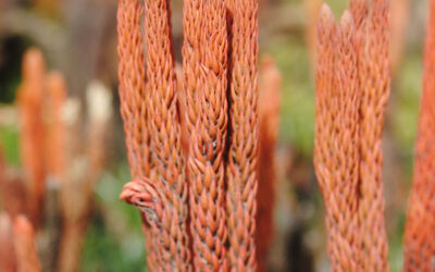 Phlegmariurus hypogaeus (B. Øllg.) B. Øllg