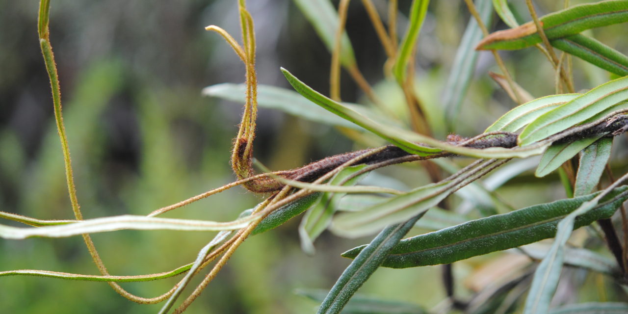 Elaphoglossum vulcanicum