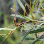 Elaphoglossum vulcanicum