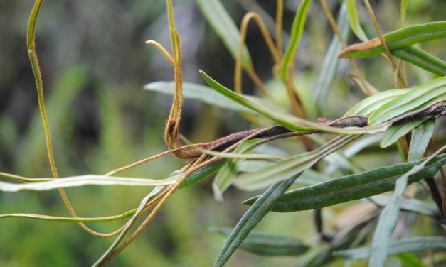 Elaphoglossum vulcanicum