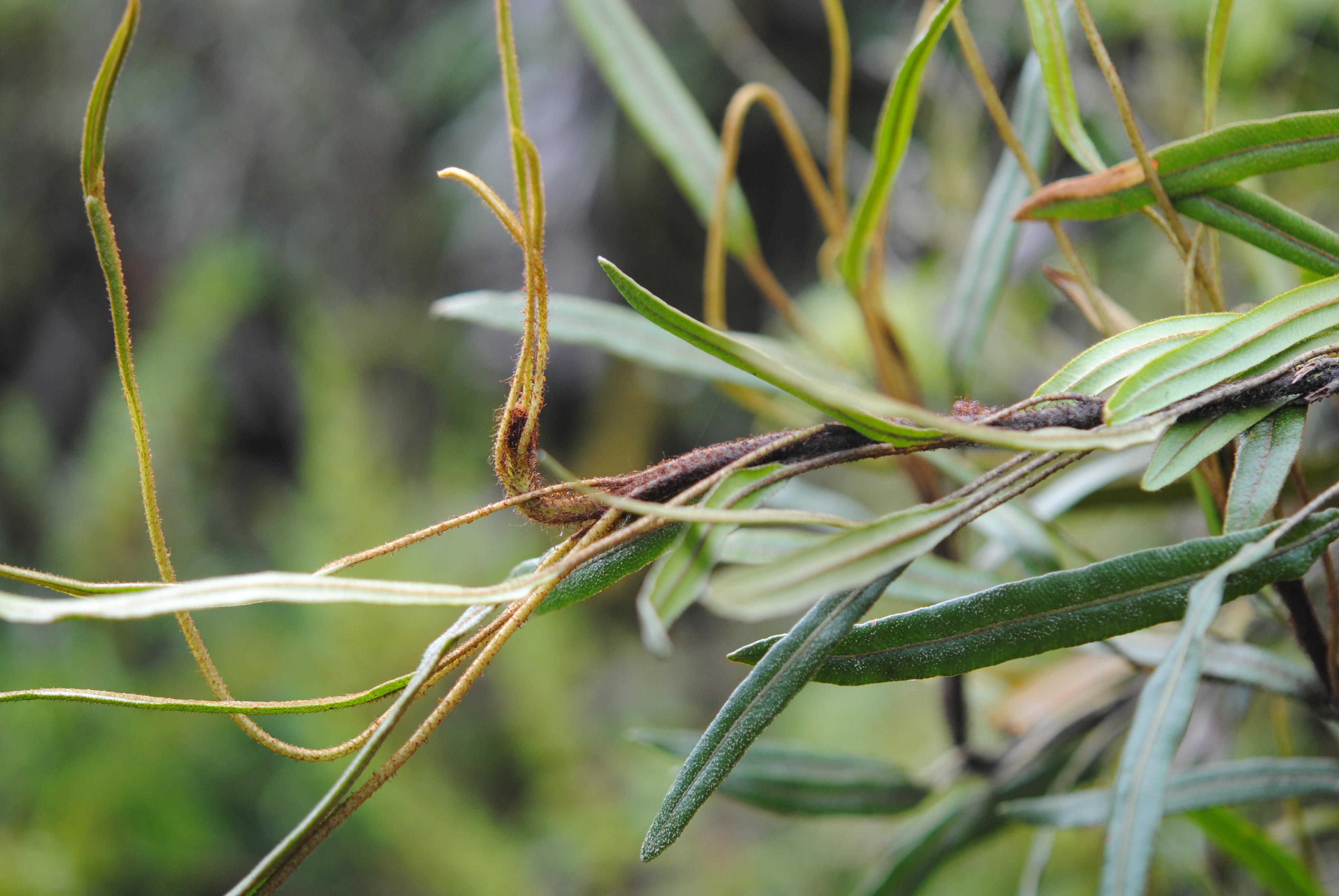 Elaphoglossum vulcanicum