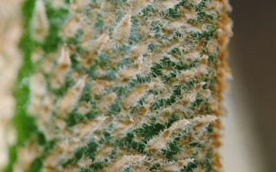 Elaphoglossum engelii