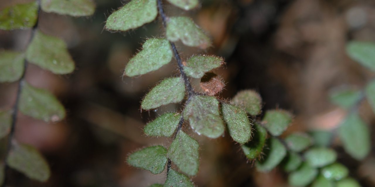 Alansmia heteromorpha