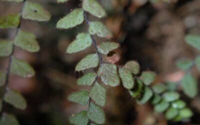 Alansmia heteromorpha
