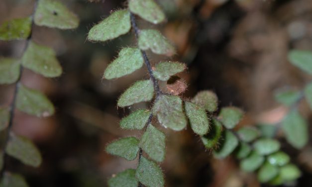 Alansmia heteromorpha