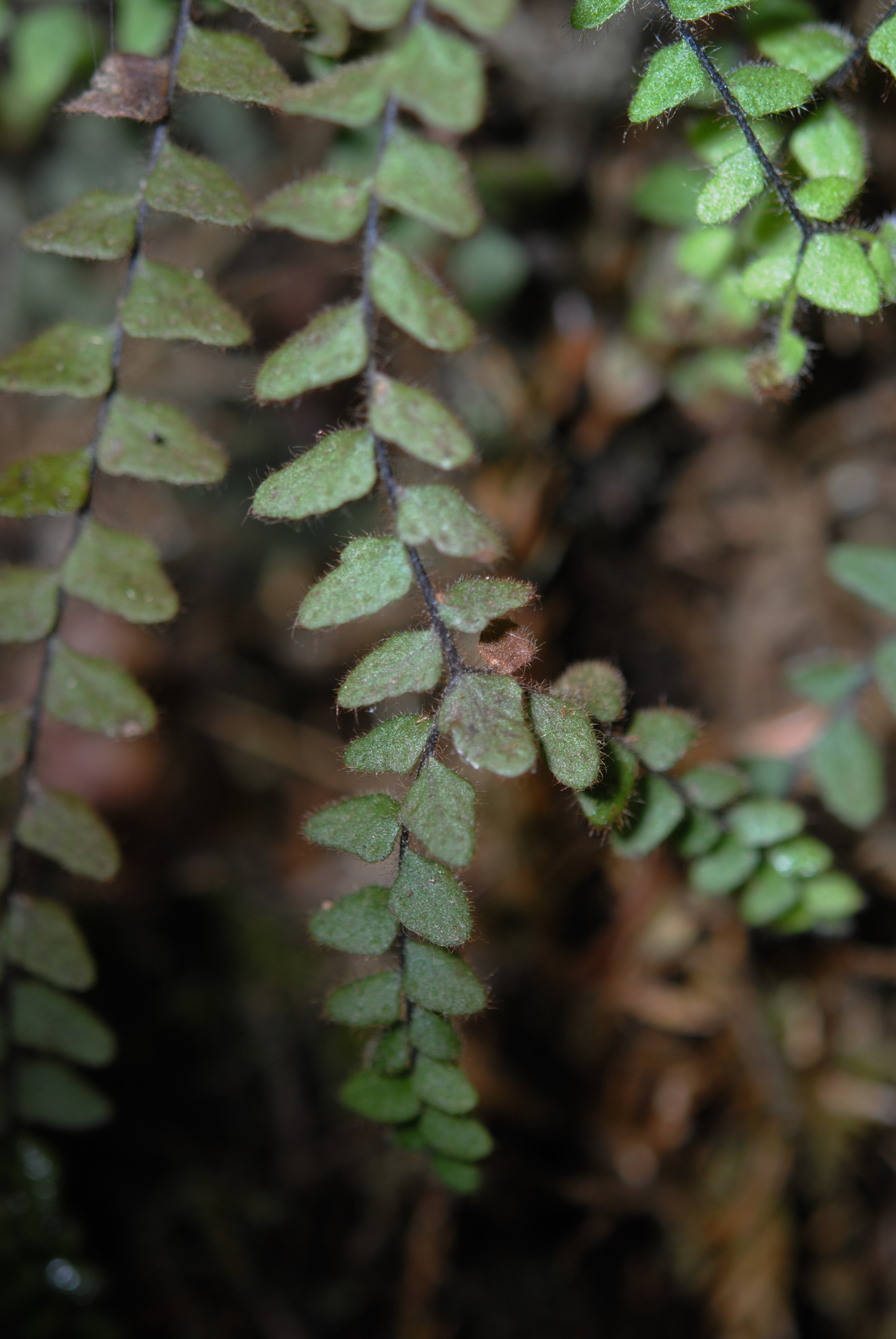 Alansmia heteromorpha