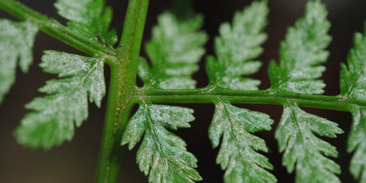 Athyrium dombeyi