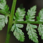 Athyrium dombeyi