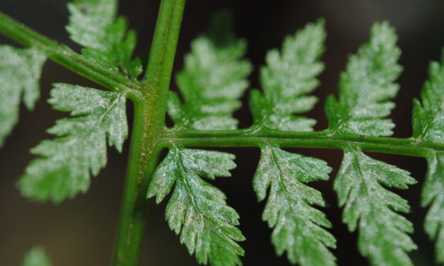 Athyrium dombeyi