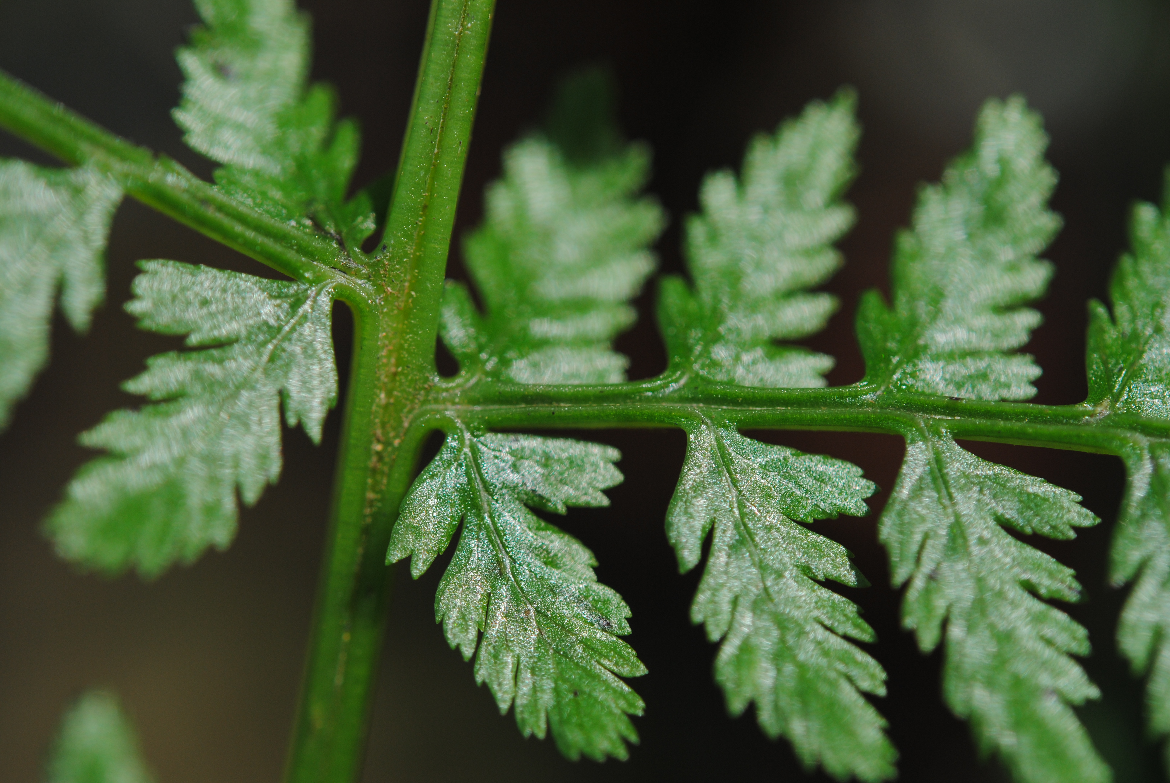 Athyrium dombeyi