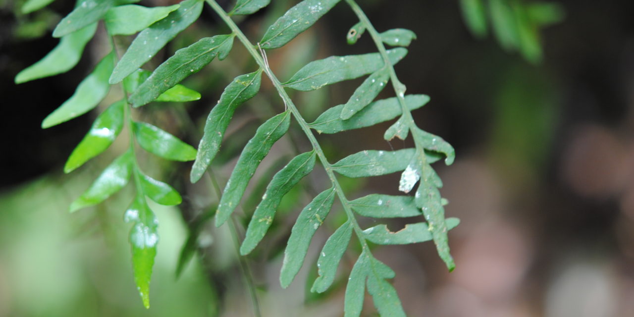 Pleopeltis segregata