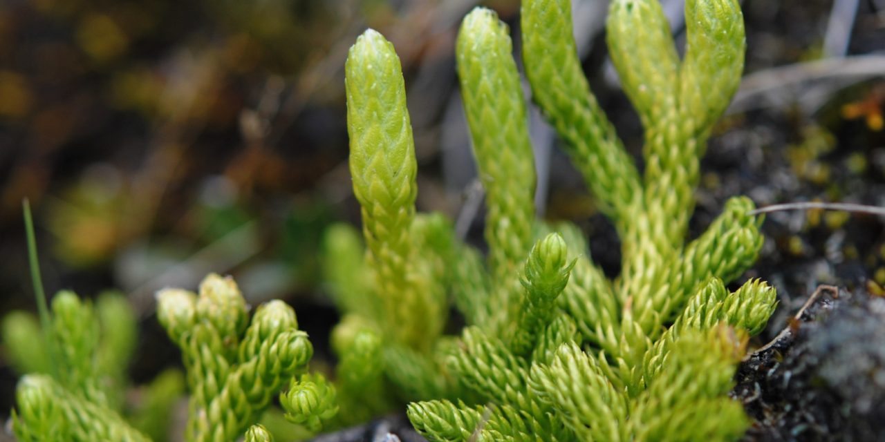 Austrolycopodium magellanicum