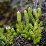 Austrolycopodium magellanicum