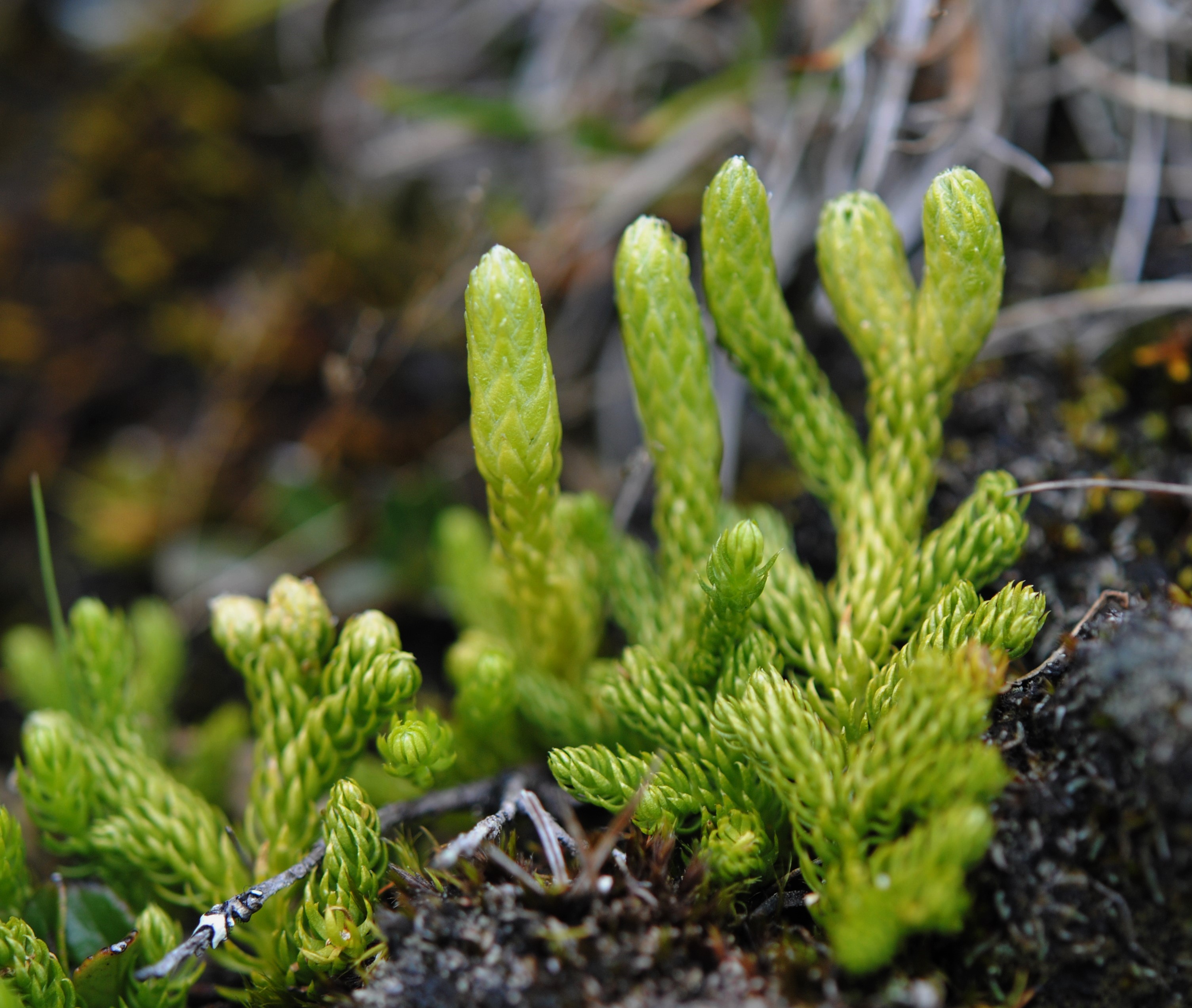 Austrolycopodium magellanicum