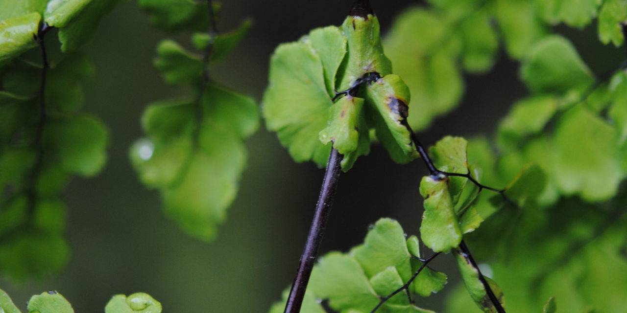 Adiantum concinnum