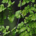 Adiantum concinnum