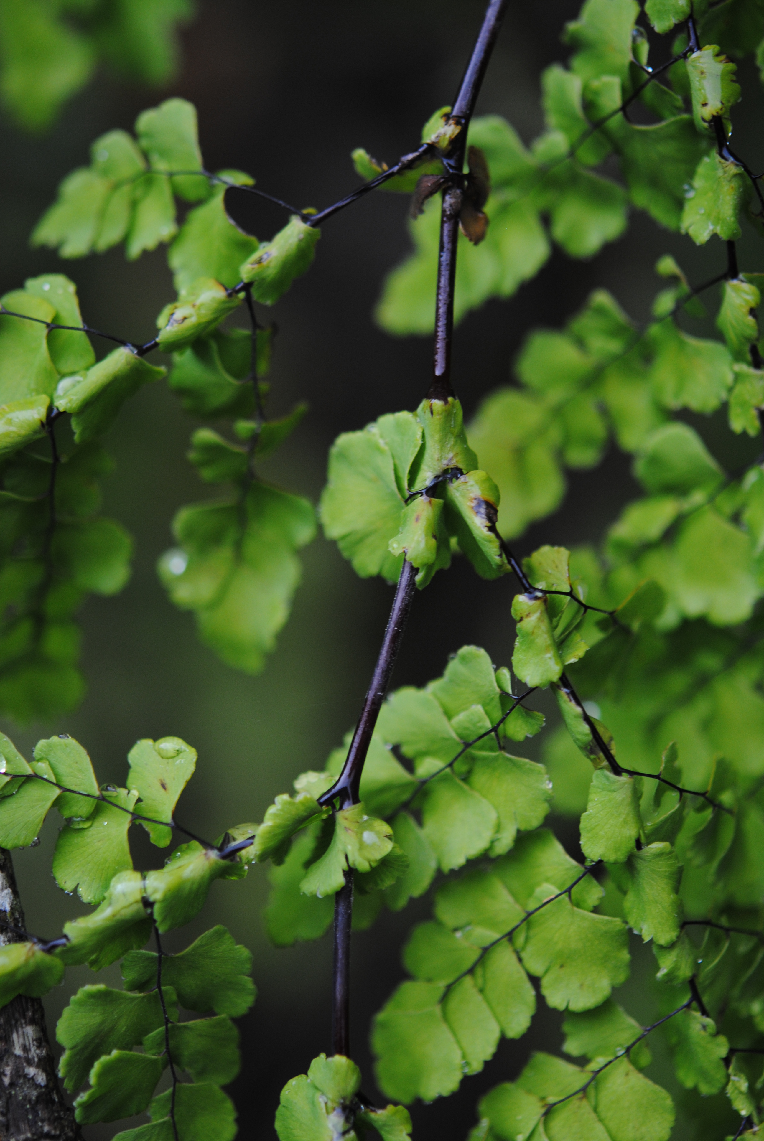 Adiantum concinnum