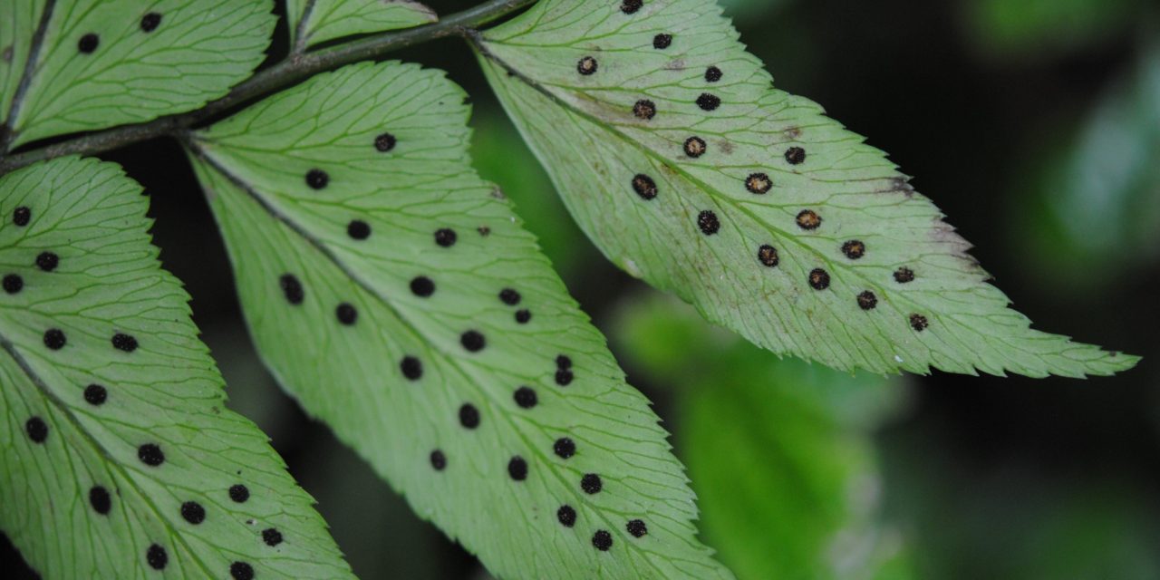 Polystichum dubium