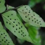 Polystichum dubium