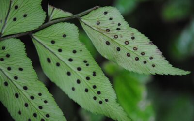 Polystichum dubium