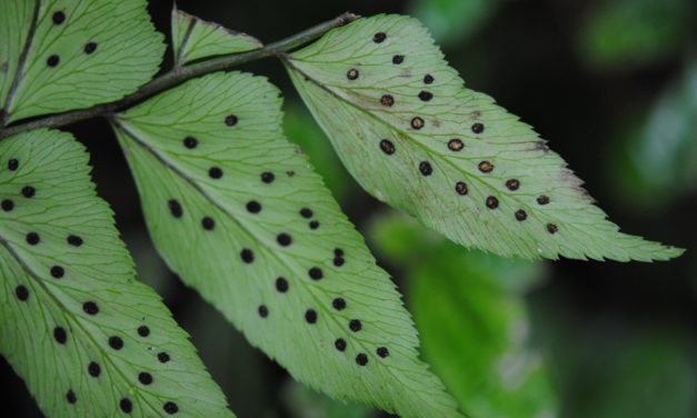 Polystichum dubium