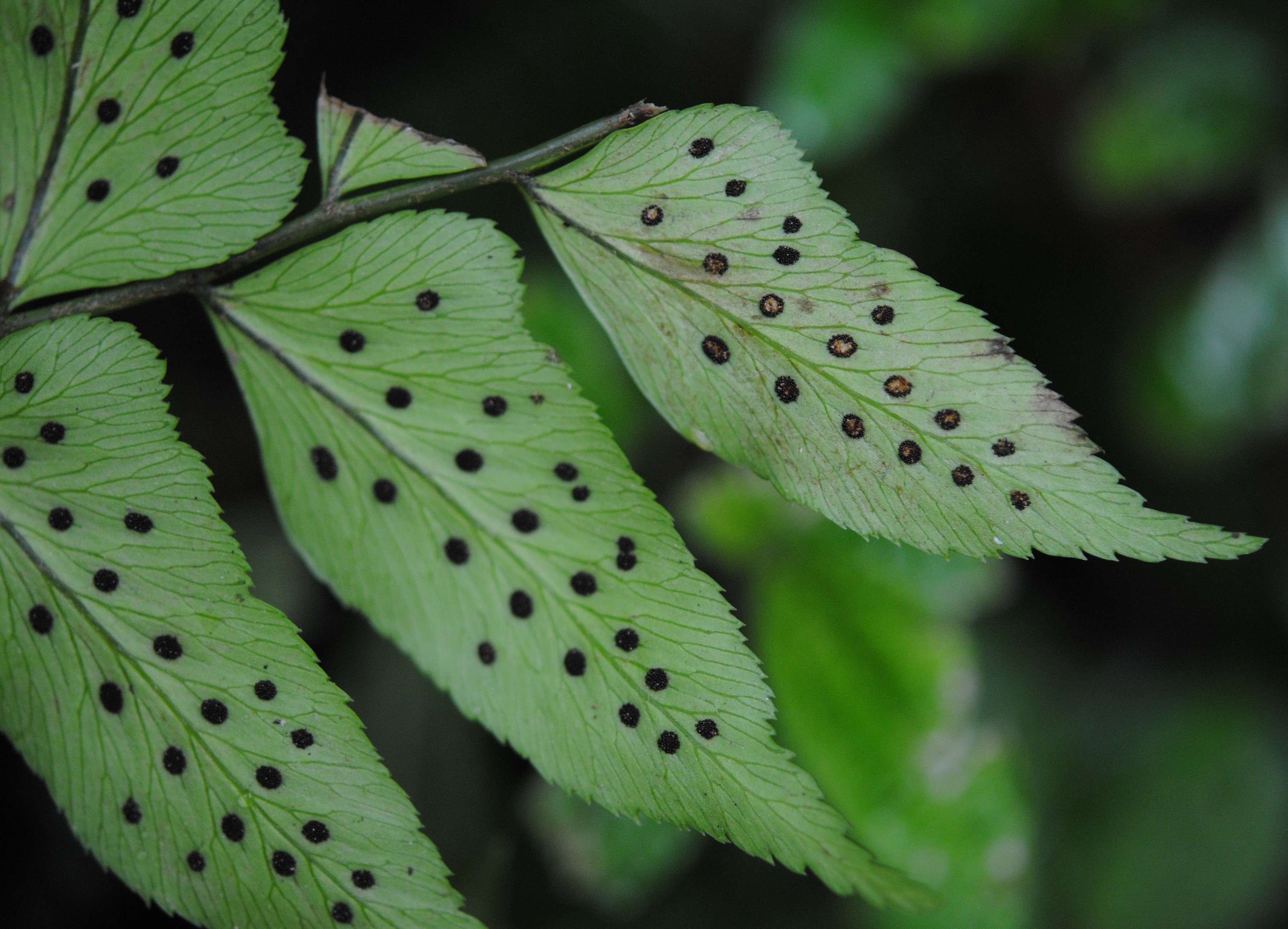 Polystichum dubium