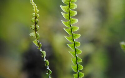 Ascogrammitis cuencana