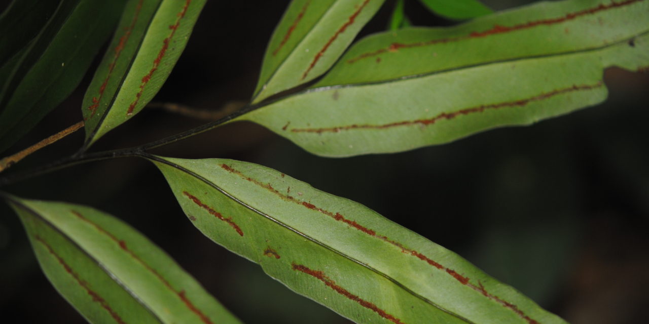 Taenitis blechnoides