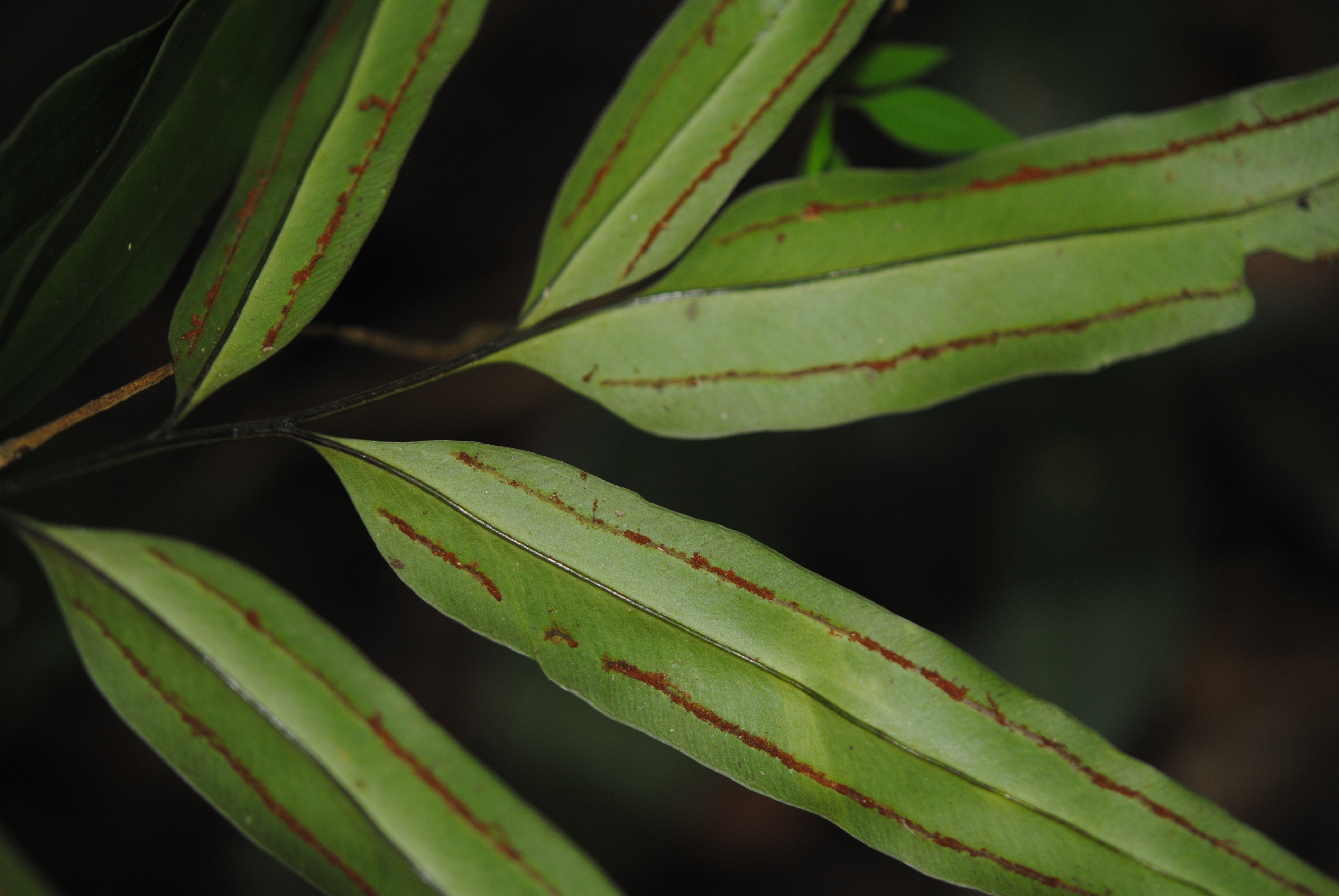 Taenitis blechnoides