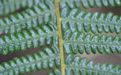 Amauropelta prolatipedis