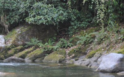 Amauropelta resinifera