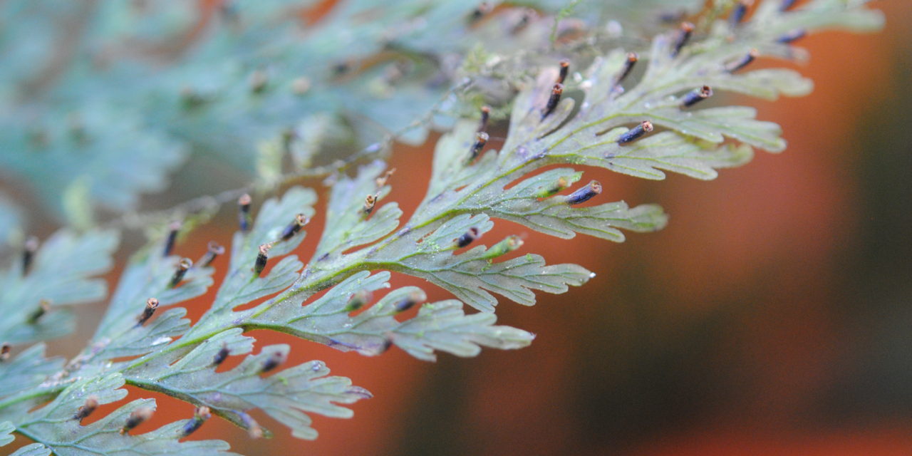 Vandenboschia collariata