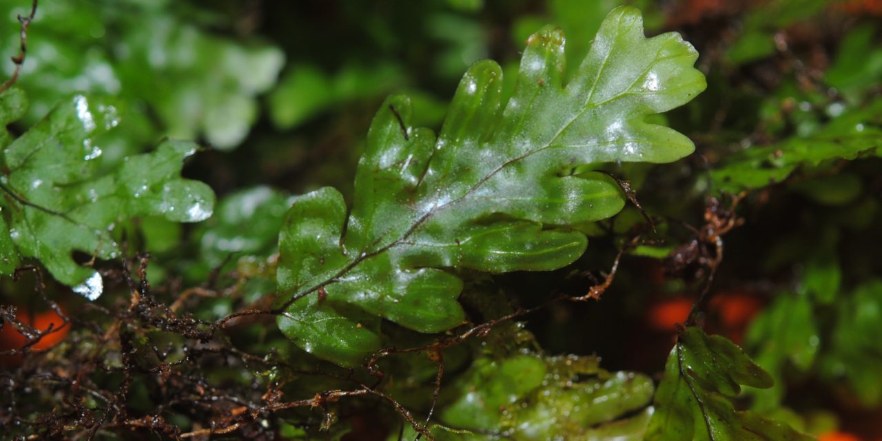 Hymenophyllum asplenioides