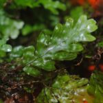 Hymenophyllum asplenioides