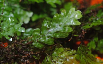 Hymenophyllum asplenioides