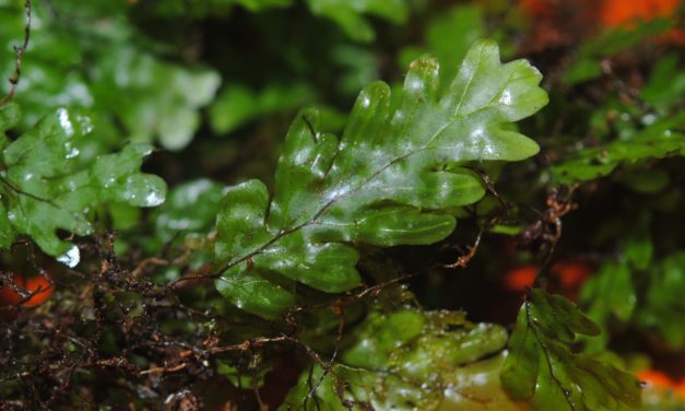 Hymenophyllum asplenioides