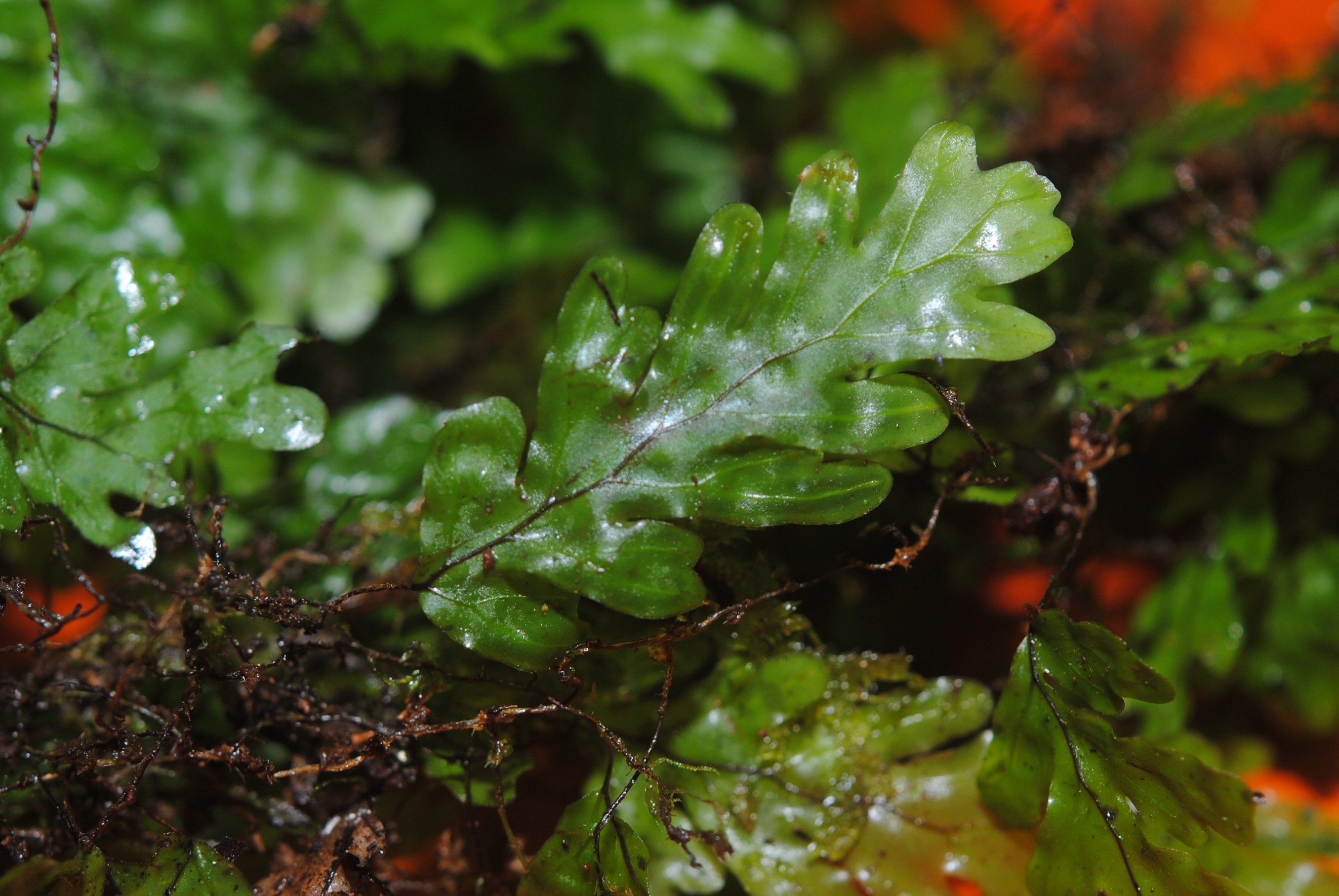 Hymenophyllum asplenioides