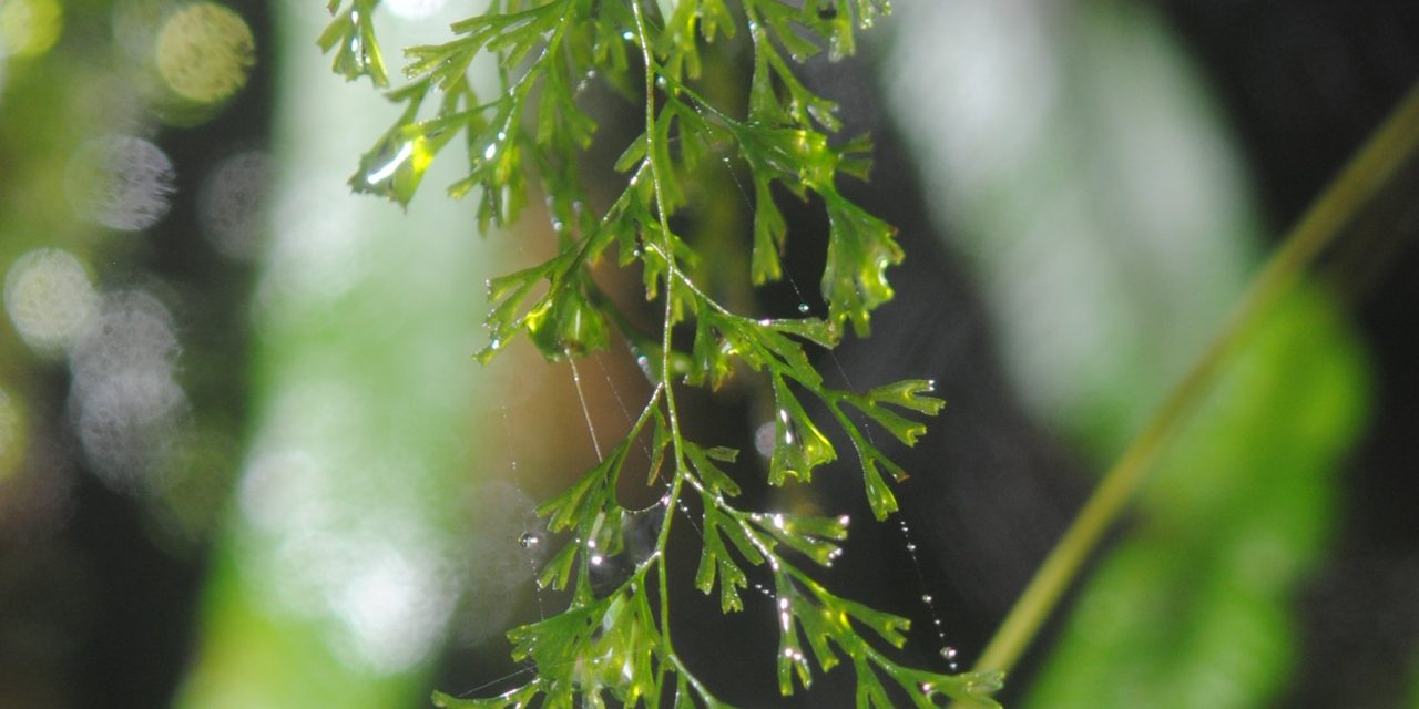 Polyphlebium capillaceum