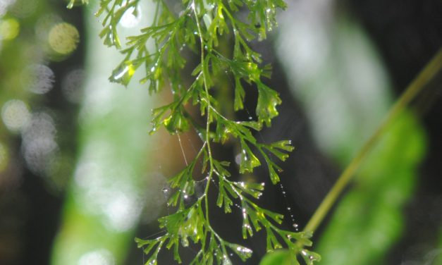 Polyphlebium capillaceum