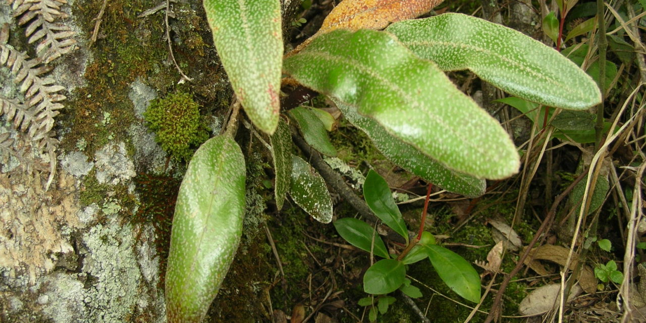 Elaphoglossum lehmannianum