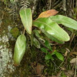 Elaphoglossum lehmannianum