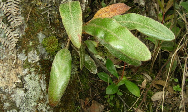 Elaphoglossum lehmannianum